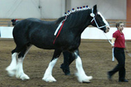 Steege's Zena