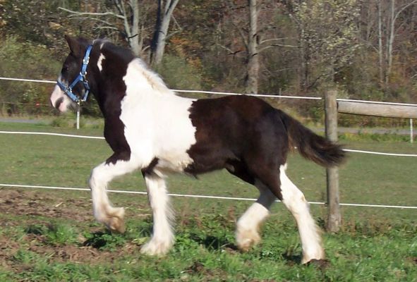 CHESTNUT OAK FARM:: DRUM HORSE FOR SALE GYPSY HORSE DRUM HORSE DRUM ...