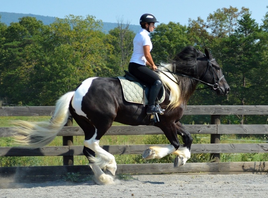 Chestnut Oak Gypsy Vanner Cob Horse Stallion :: Rosewater Cassidy 