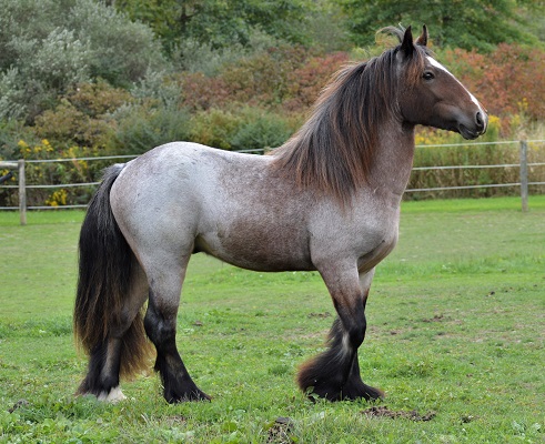 CHESTNUT OAK FARM:: DRUM HORSE FOR SALE GYPSY HORSE DRUM HORSE DRUM ...