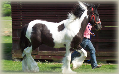 CHESTNUT OAK FARM:: DRUM HORSE FOR SALE GYPSY HORSE DRUM HORSE DRUM ...